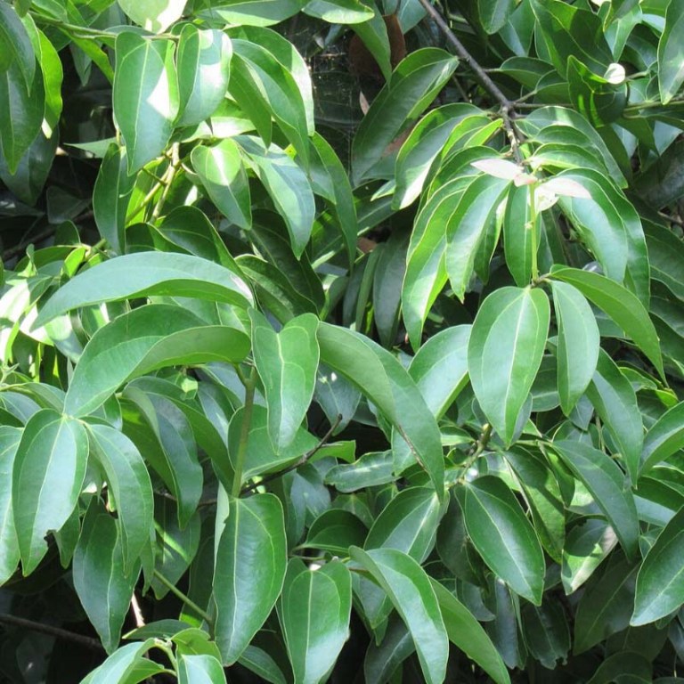 Absolute Aromas Cinnamon Leaf Essential Oil
