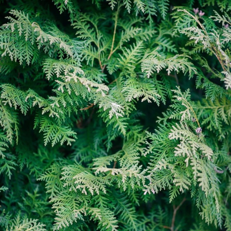 Absolute Aromas Cypress Essential Oil