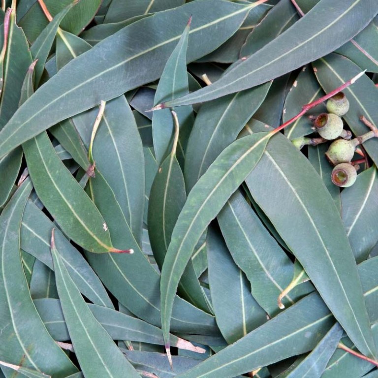 Absolute Aromas Eucalyptus Citriodora Essential Oil