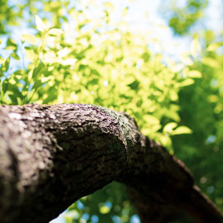 Absolute Aromas Ho Wood Essential Oil