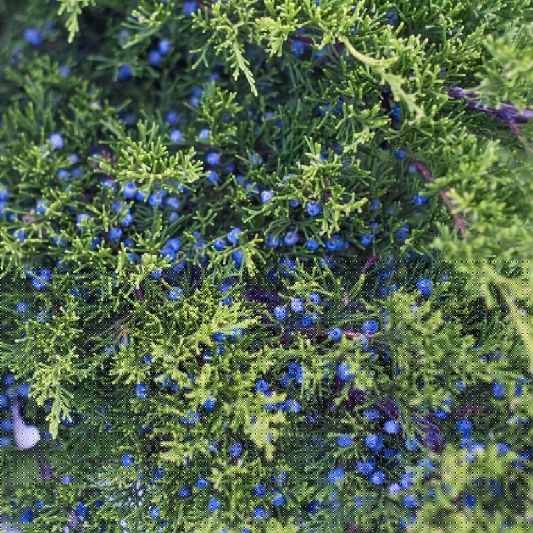 Absolute Aromas Juniperberry Essential Oil