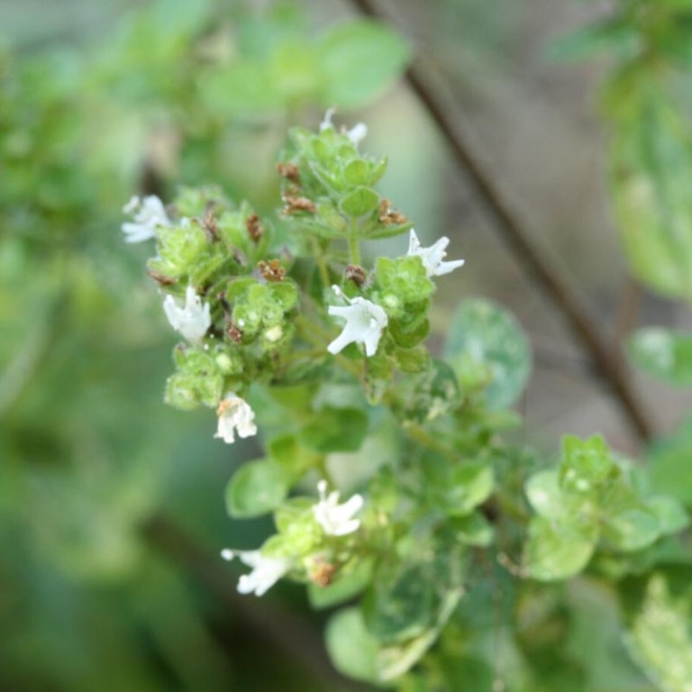 Absolute Aromas Marjoram Sweet Essential Oil