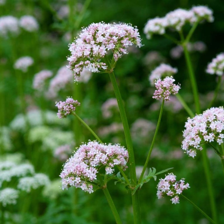 Absolute Aromas Valerian Essential Oil