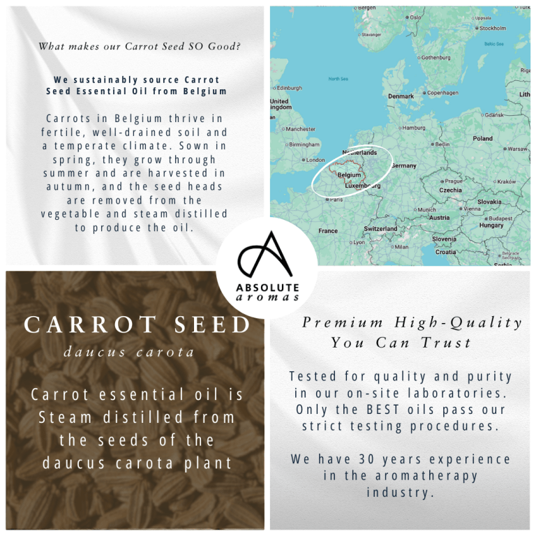 Absolute Aromas Carrot Seed Essential Oil