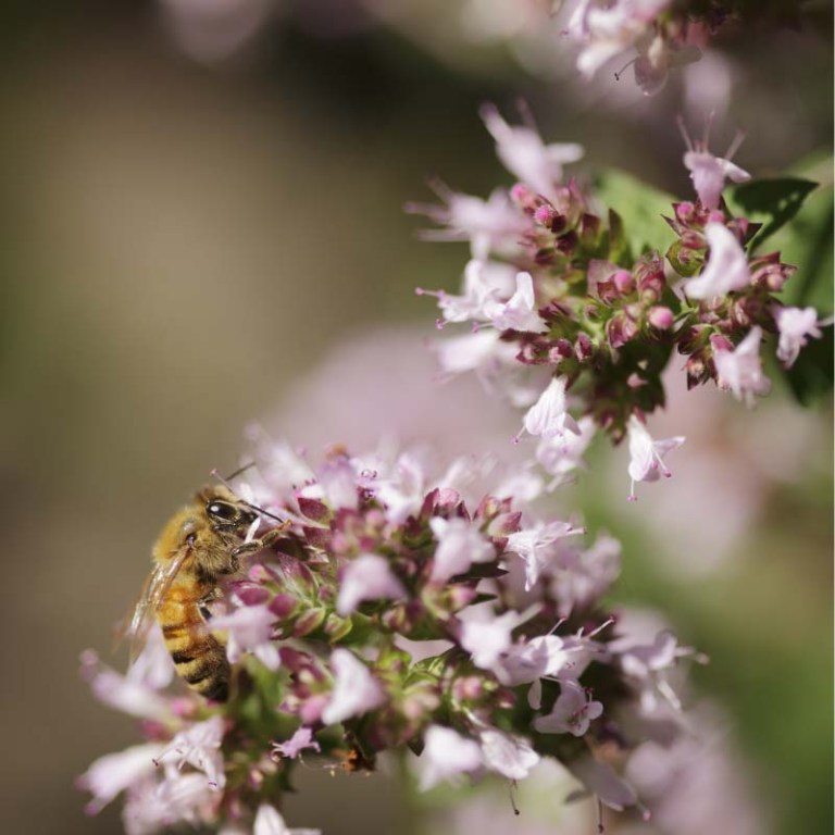 Absolute Aromas Marjoram Spanish