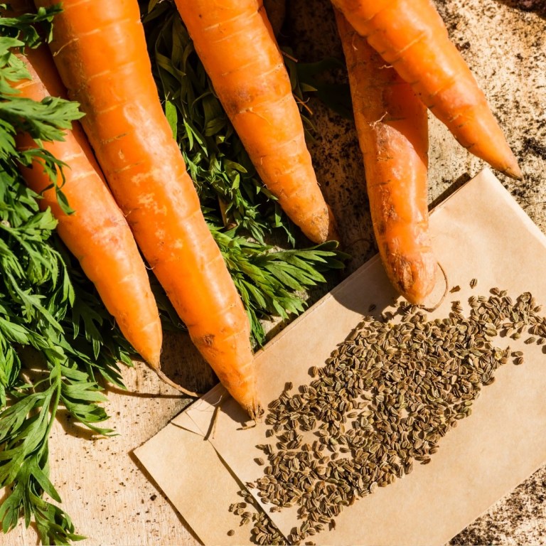 Absolute Aromas Carrot Seed Essential Oil