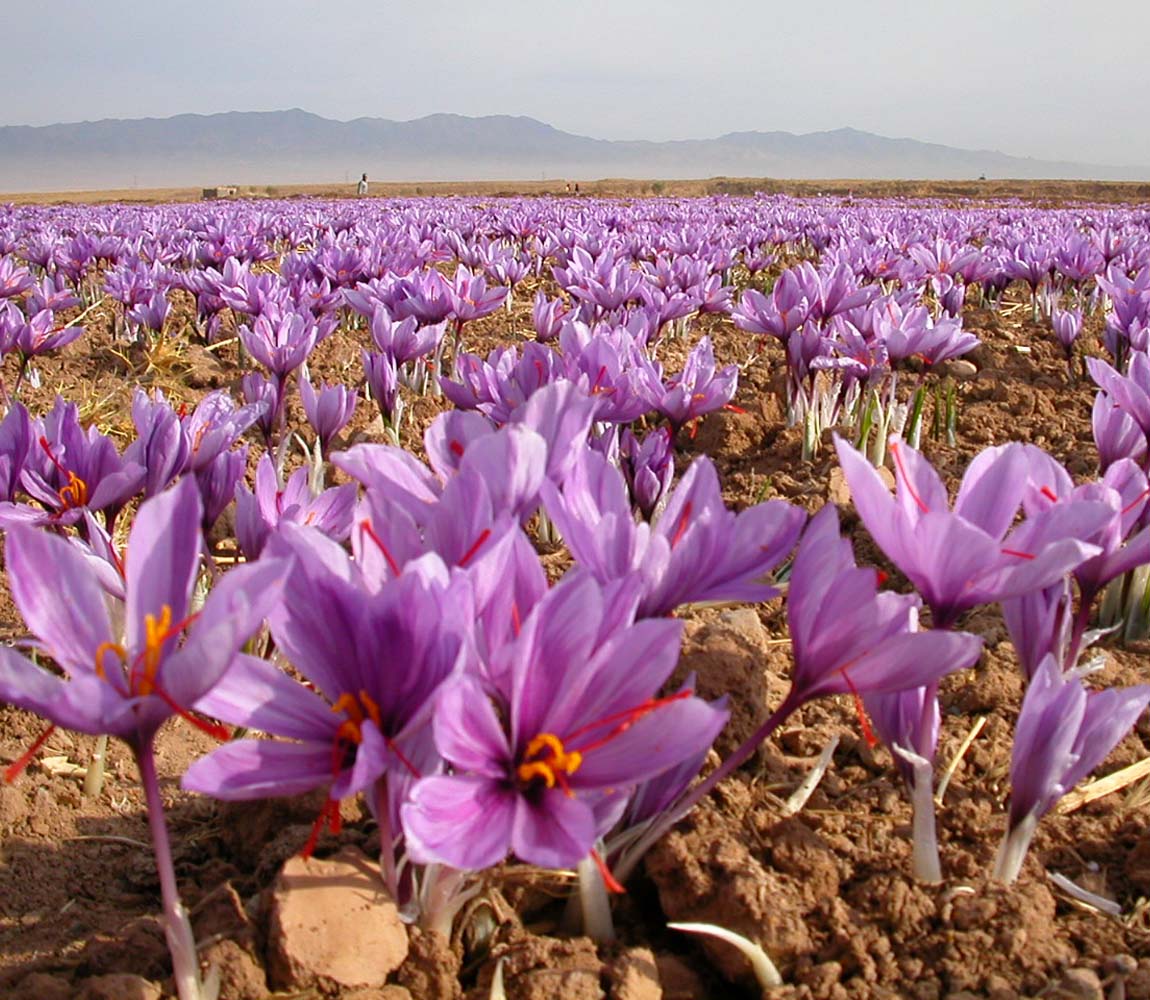Viridian Saffron Extract Capsules