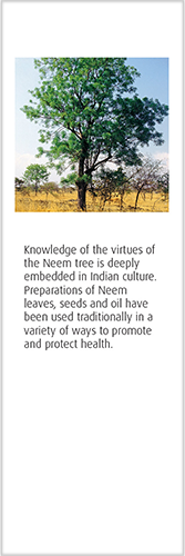 A.Vogel Neem Insect Repellent Spray | Made from Neem Seed Extract | DEET-free Herbal Repellent for Insects such as Midges, Mosquitos and Flies | 50ml image 4