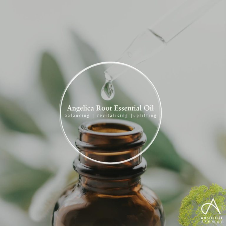 Absolute Aromas Angelica Root Essential Oil