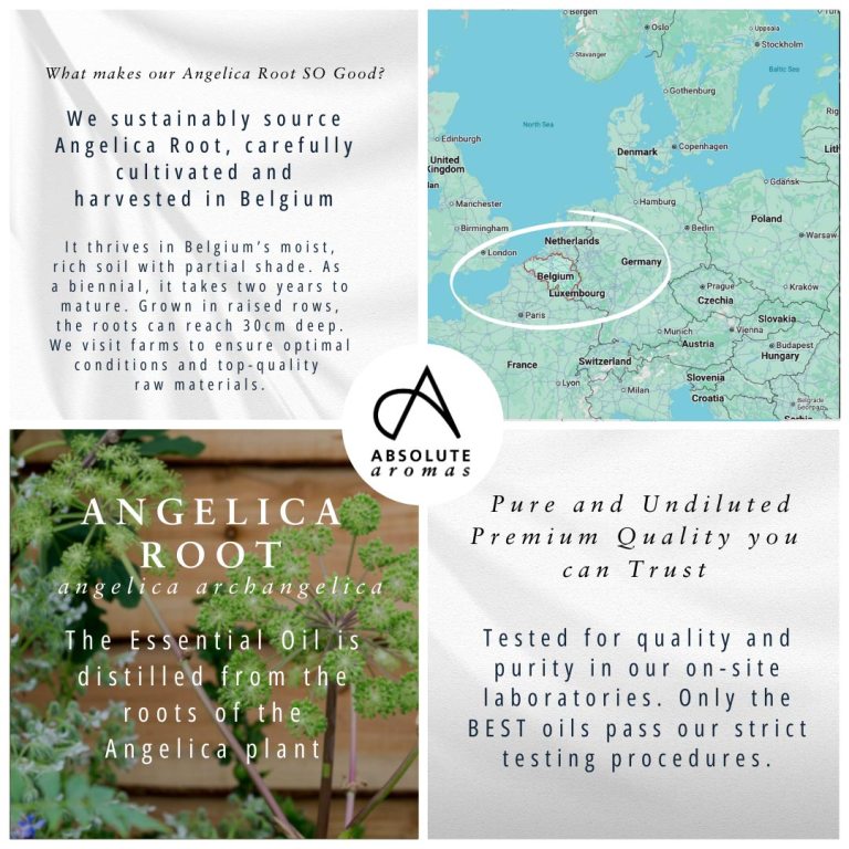 Absolute Aromas Angelica Root Essential Oil