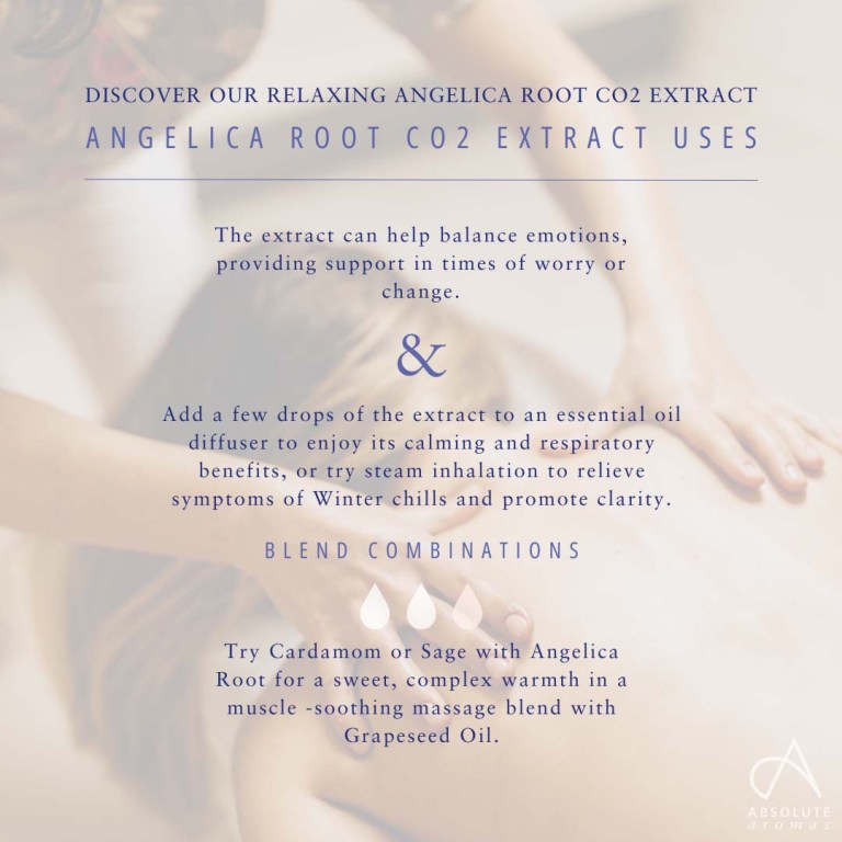 Absolute Aromas Angelica Root CO2 Extract
