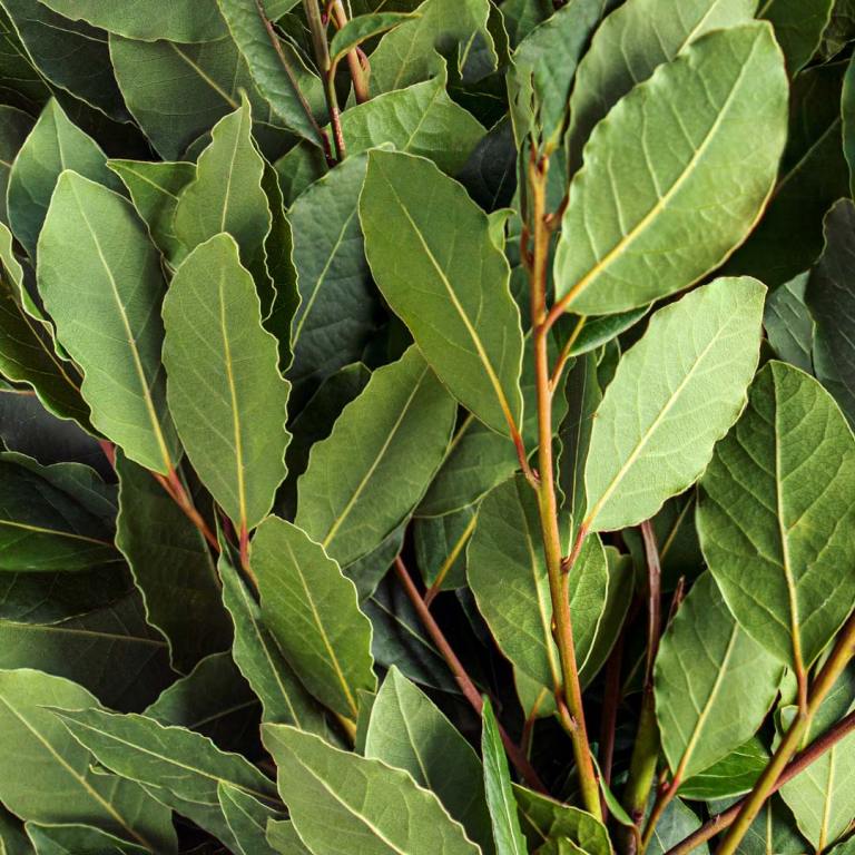 Absolute Aromas Bay Laurel Essential Oil