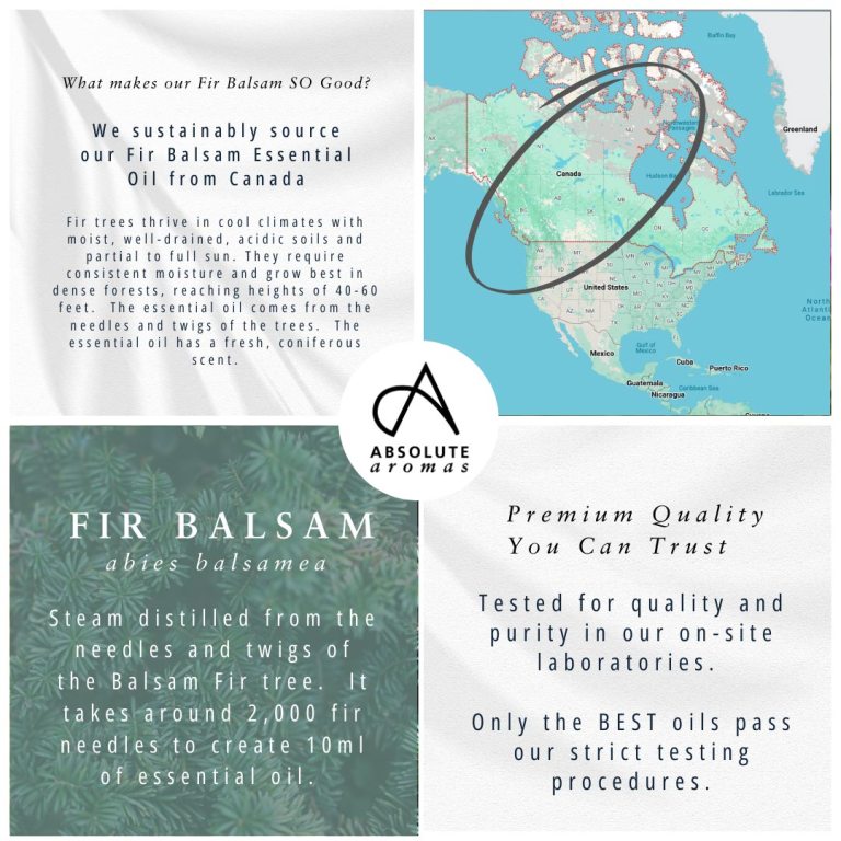 Absolute Aromas Fir Balsam Essential Oil