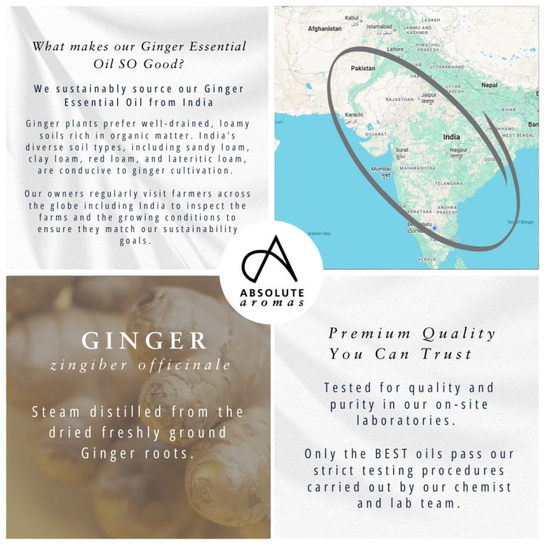 Absolute Aromas Ginger Essential Oil