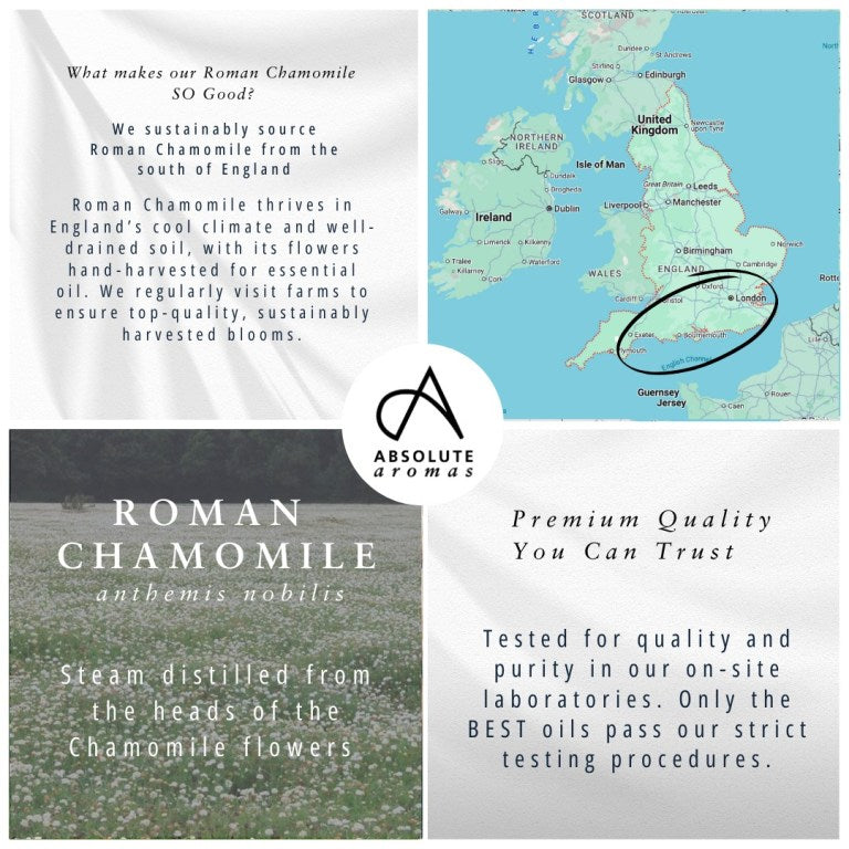 Absolute Aromas Chamomile Essential Oil (Roman)