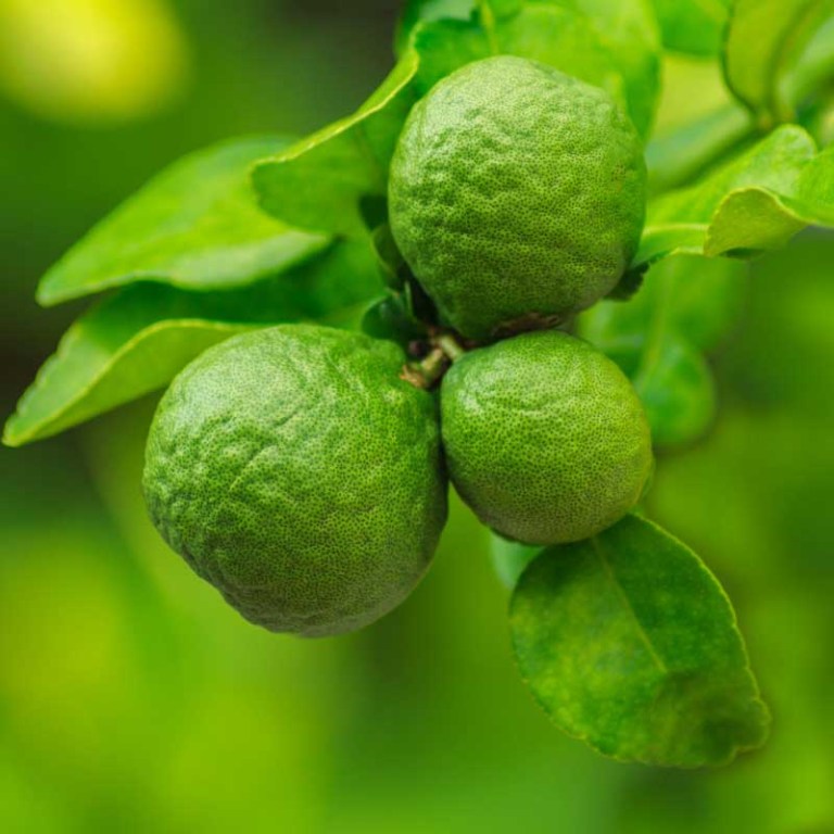 Absolute Aromas Bergamot FCF Essential Oil