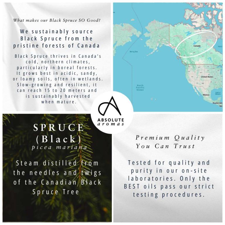 Absolute Aromas Black Spruce Essential Oil