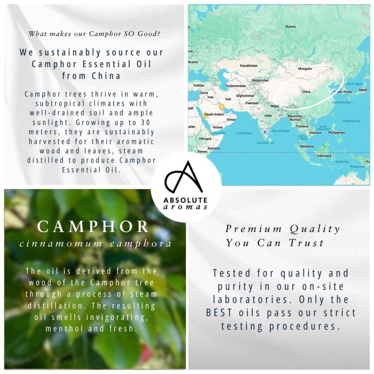 Absolute Aromas Camphor Essential Oil