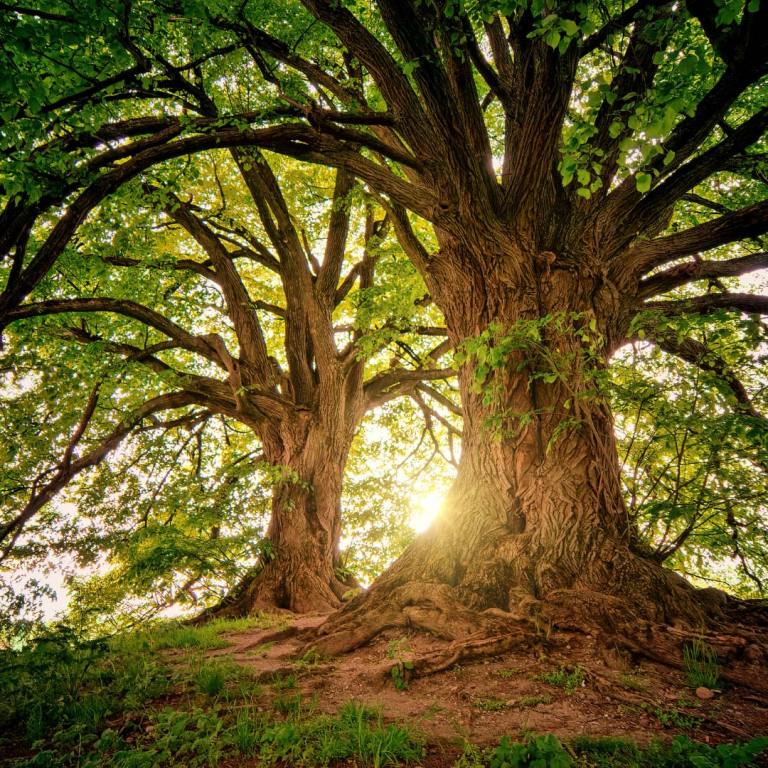 Absolute Aromas Camphor Essential Oil