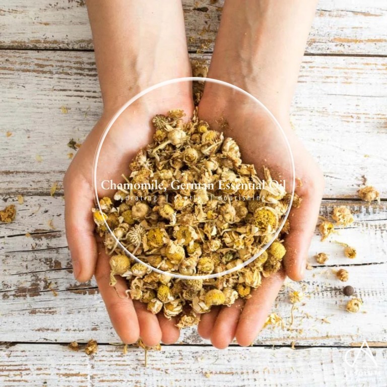Absolute Aromas Chamomile, German Essential Oil