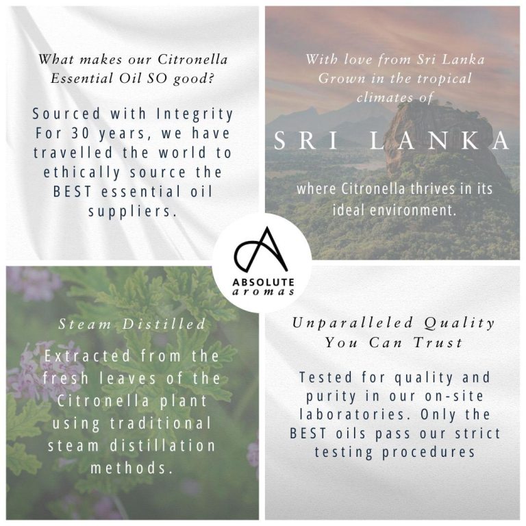 Absolute Aromas Citronella Essential Oil