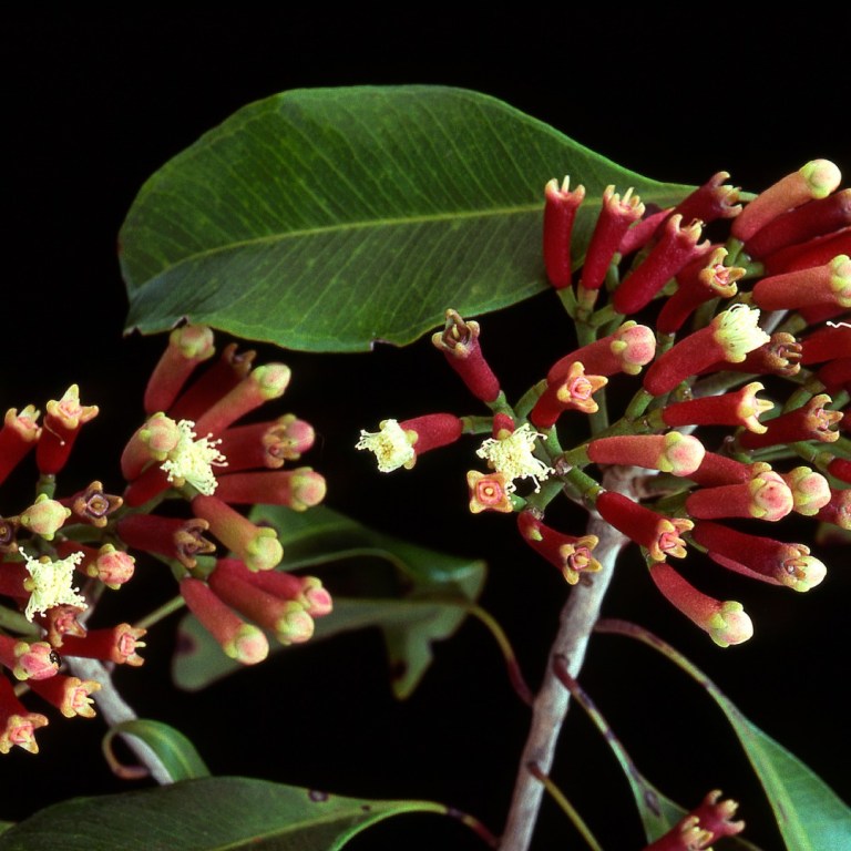 Absolute Aromas Clove Bud Essential Oil