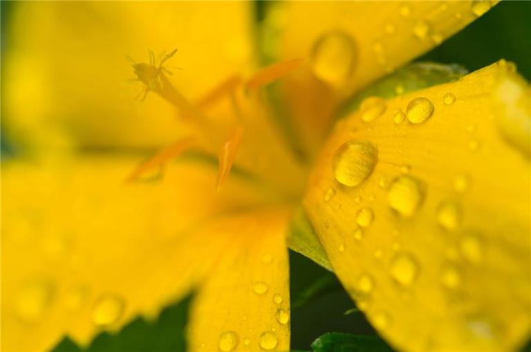 Absolute Aromas Damiana Essential Oil