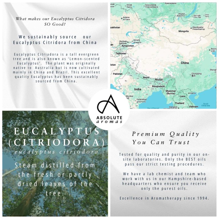 Absolute Aromas Eucalyptus Citriodora Essential Oil