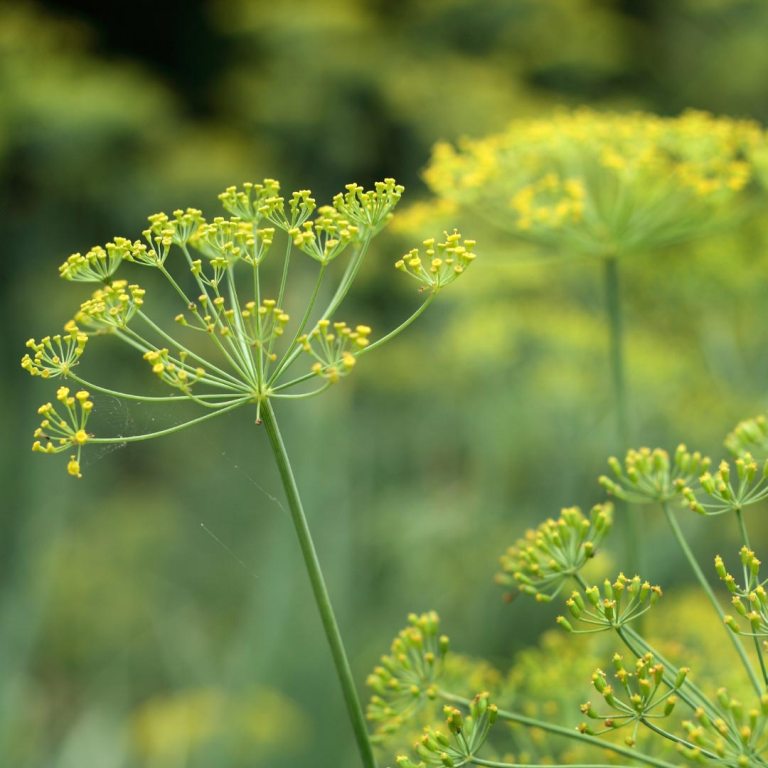 Absolute Aromas Fennel, Sweet Essential Oil