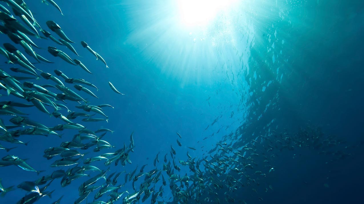 Pharma Nord Bio-Fish Oil