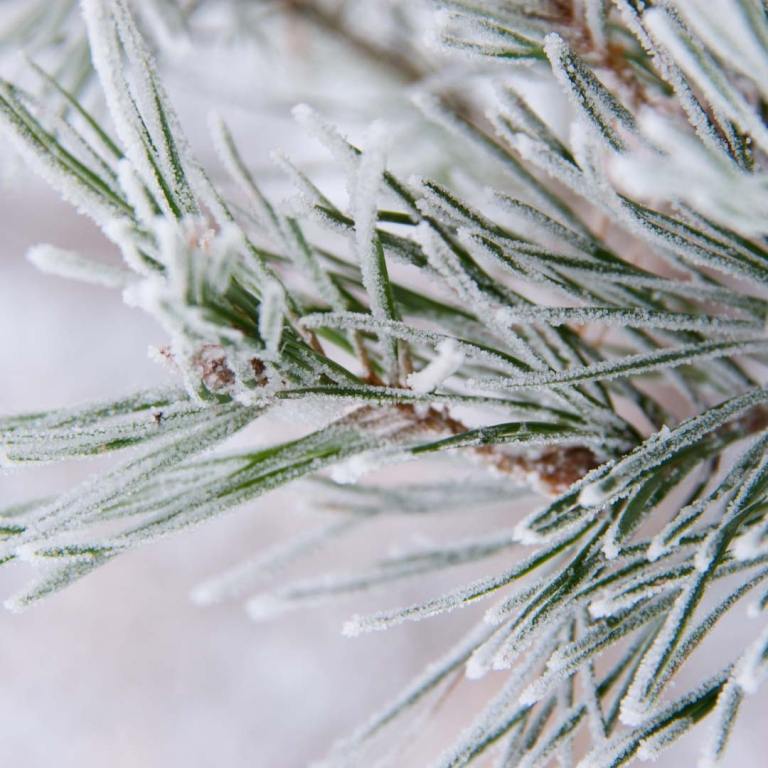 Absolute Aromas Frosted Forest Aromatherapy Blend