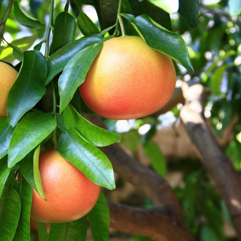 Absolute Aromas Grapefruit Essential Oil