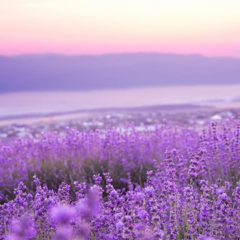 Absolute Aromas Relaxation Essential Blend