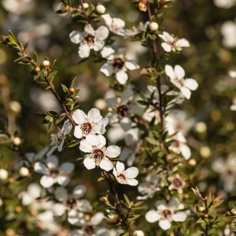 Absolute Aromas Manuka Essential Oil
