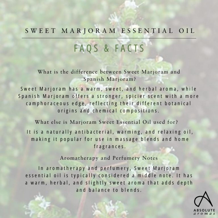 Absolute Aromas Marjoram Sweet Essential Oil