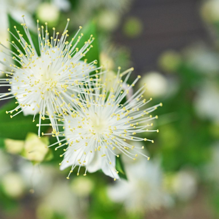 Absolute Aromas Lemon Myrtle Essential Oil