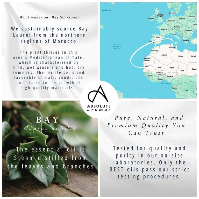 Absolute Aromas Bay Laurel Essential Oil