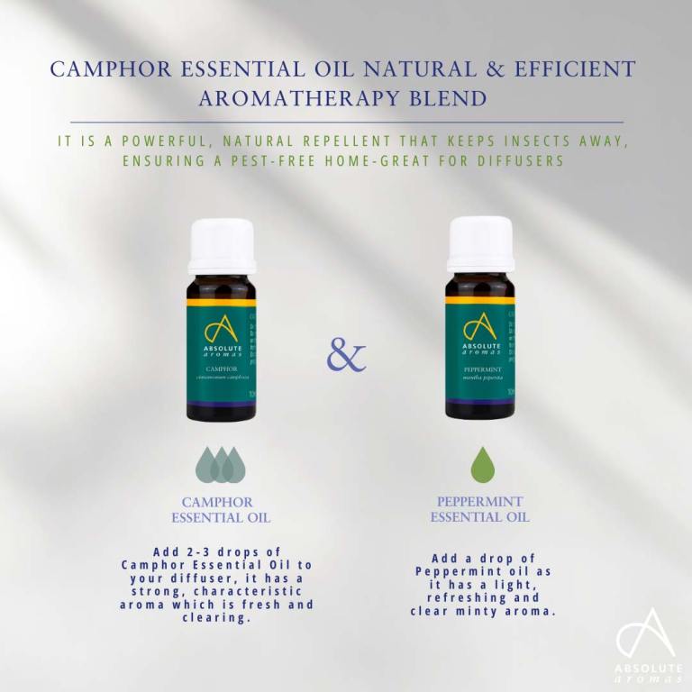Absolute Aromas Camphor Essential Oil
