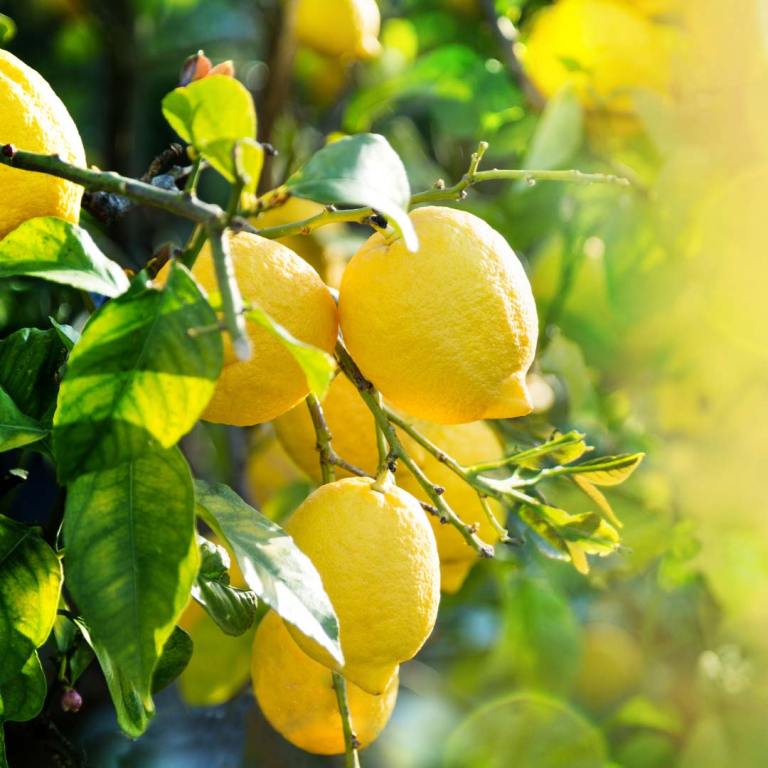 Absolute Aromas Lemon Natural Room Spray