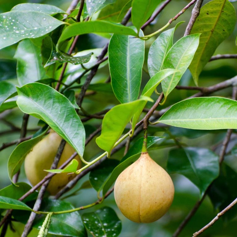 Absolute Aromas Nutmeg Essential Oil