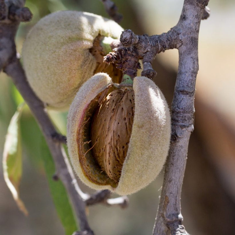 Alteya Organics Certified Organic Sweet Almond Oil