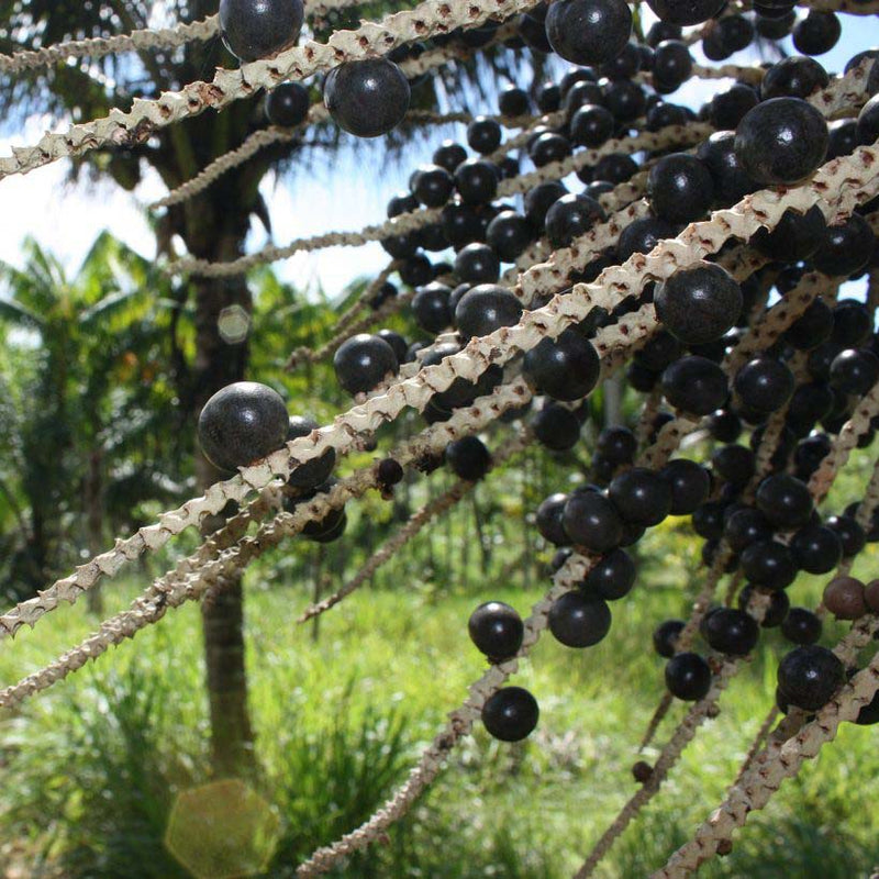Alteya Organics Certified Organic Acai Berry Oil