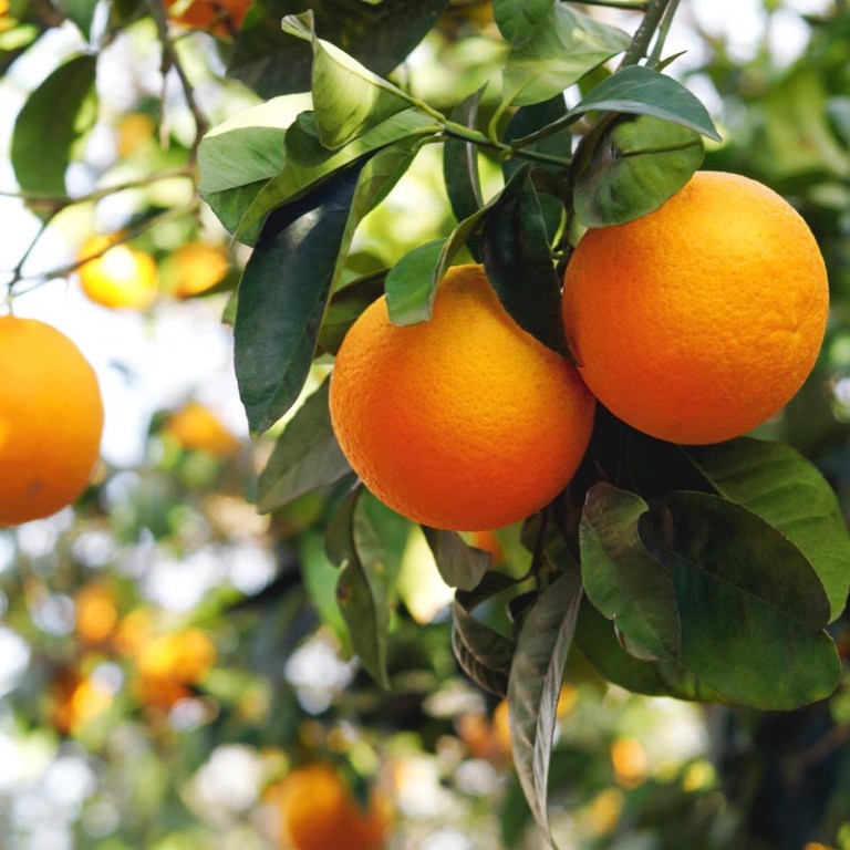 Absolute Aromas Orange, Sweet Essential Oil