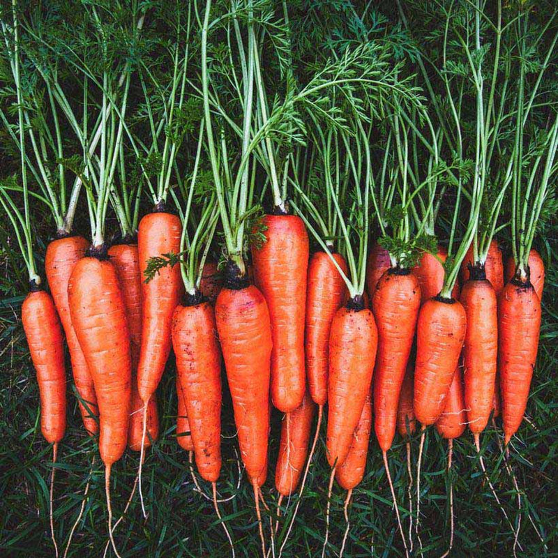 Alteya Organics Certified Organic Carrot Seed Oil