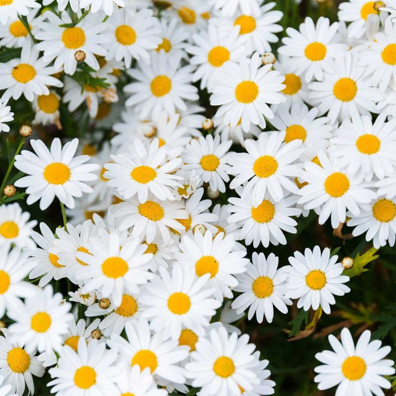 Alteya Organics Certified Organic Chamomile Blue Oil