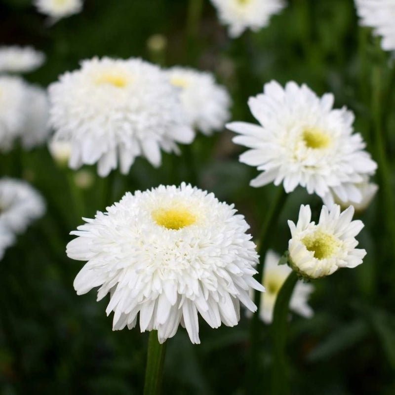 Alteya Organics Certified Organic Chamomile Roman Oil