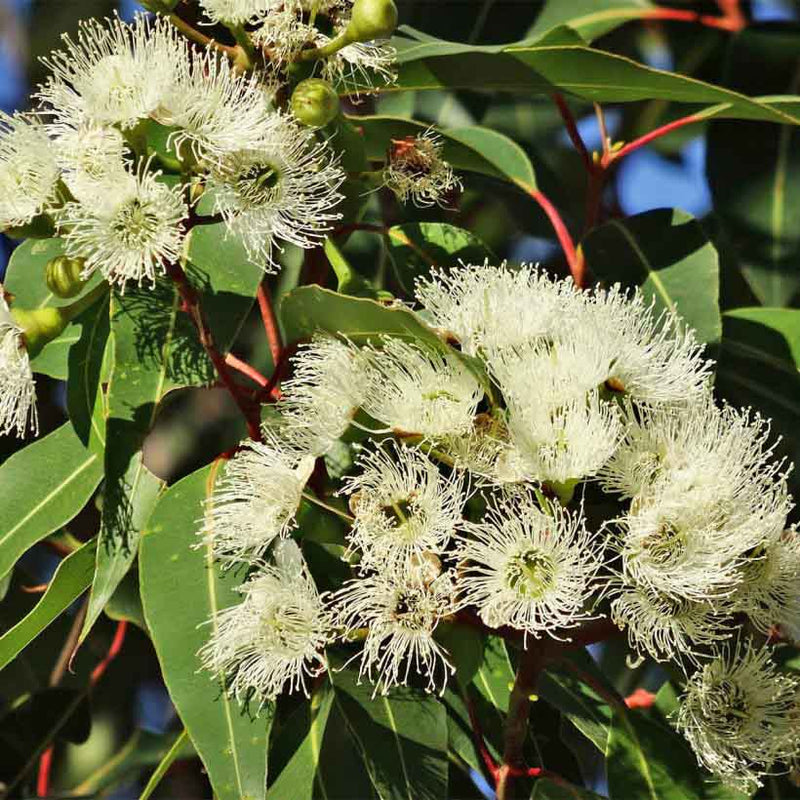 Alteya Organics Certified Organic Eucalyptus Oil