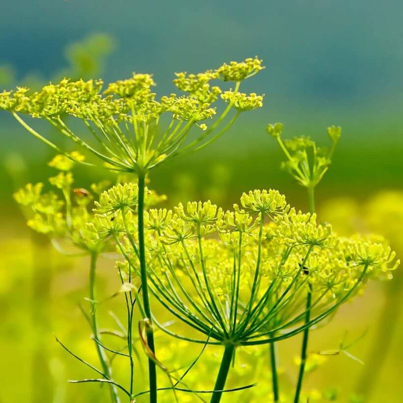 Alteya Organics Certified Organic Fennel Oil