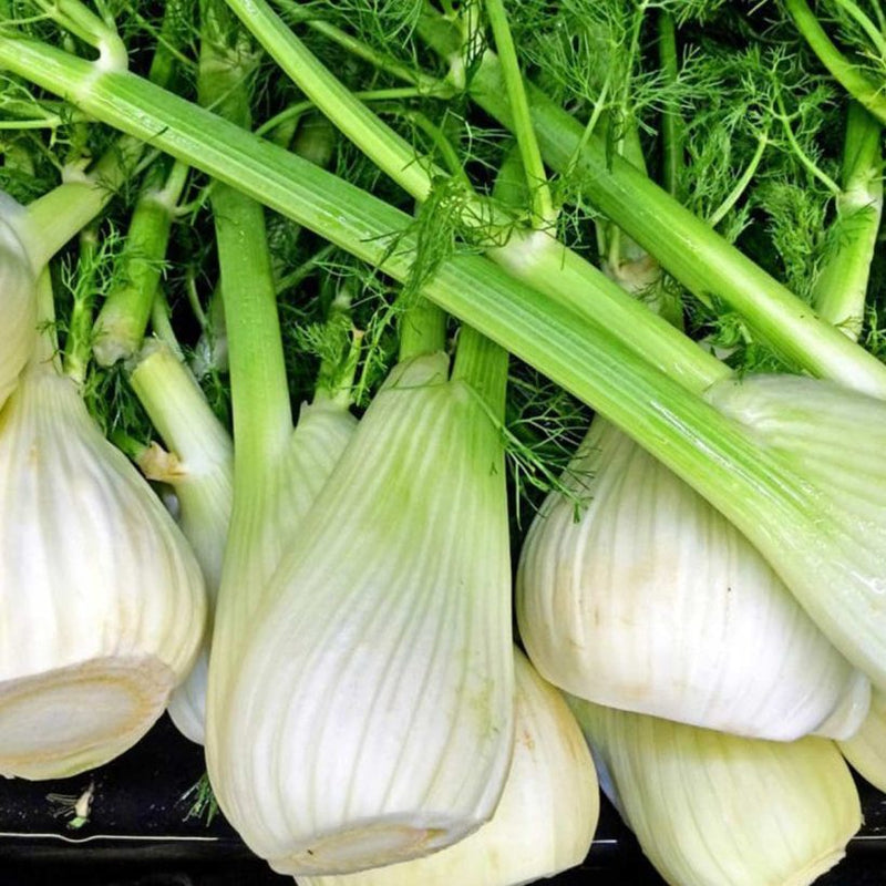 Alteya Organics Certified Organic Fennel Oil
