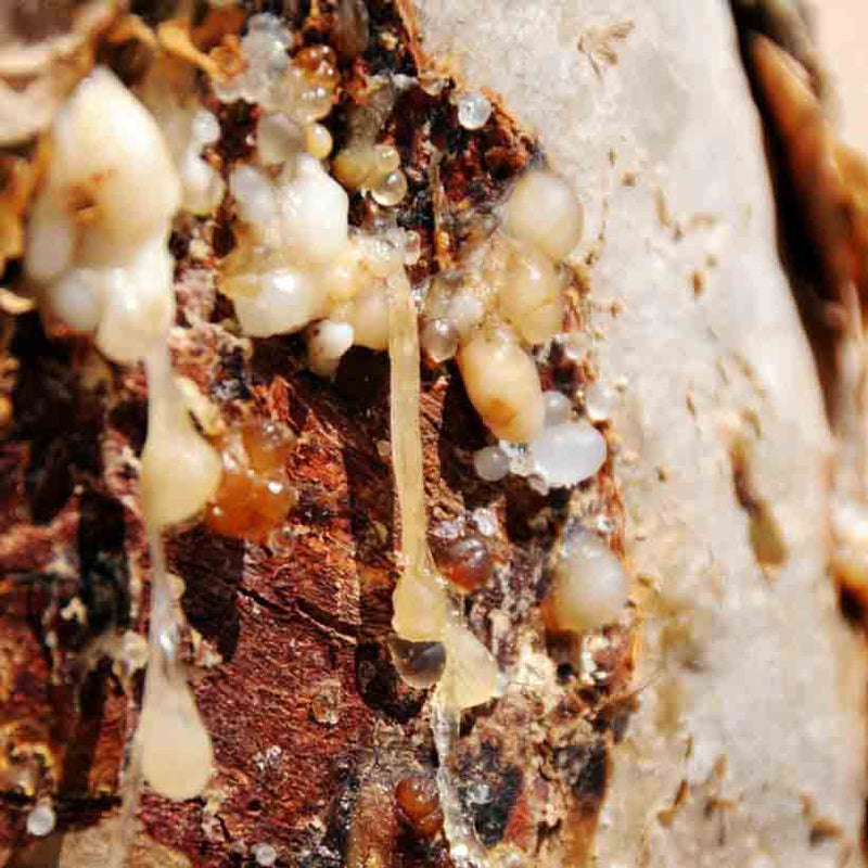 Alteya Organics Certified Organic Frankincense Carterii Oil